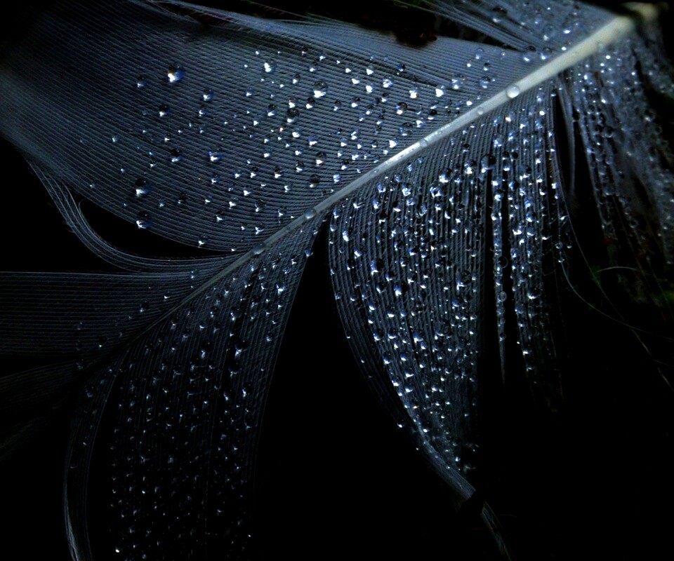 Капли на черном пере обои