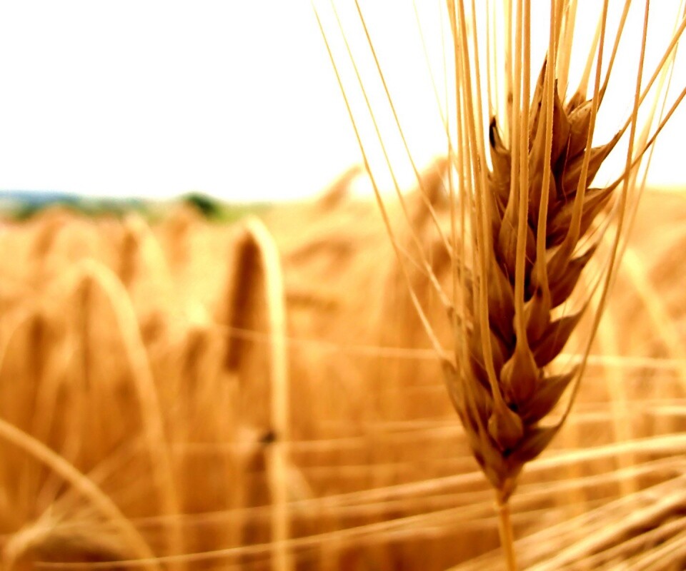 Короткий колос обои