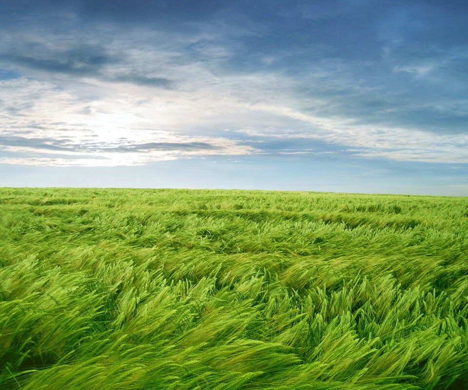 Море трав обои