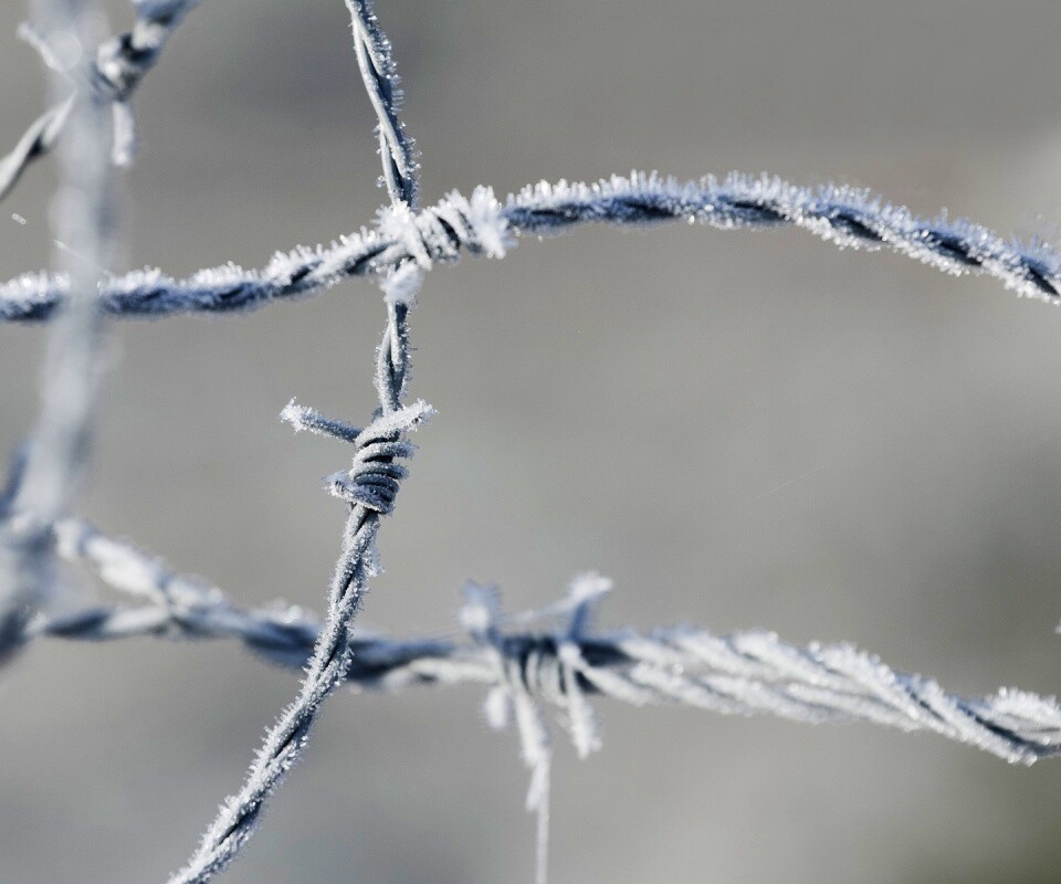 Замерзшая колючая проволока обои