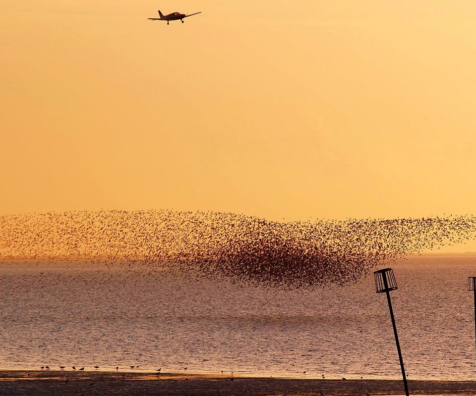 Взлетающая стая птиц обои