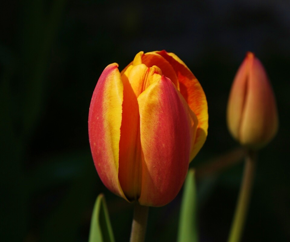 Распускающийся тюльпан обои