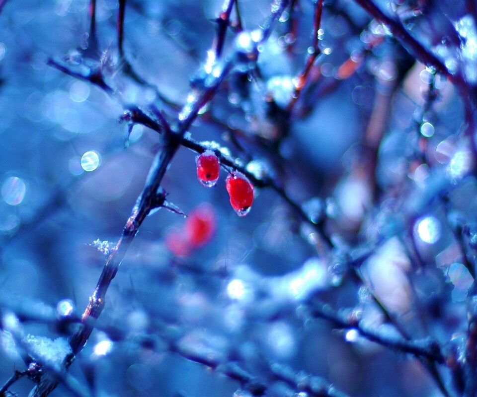 Замерзшие ягоды обои