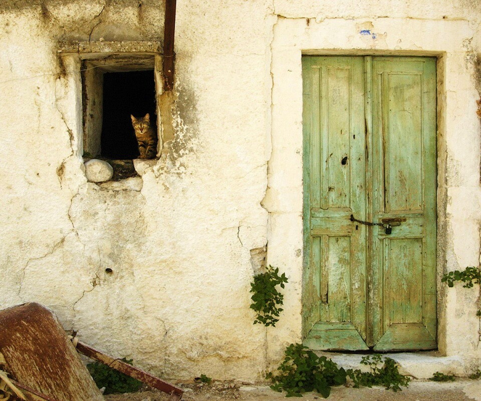 Кот выглядывает из разрушенного дома обои