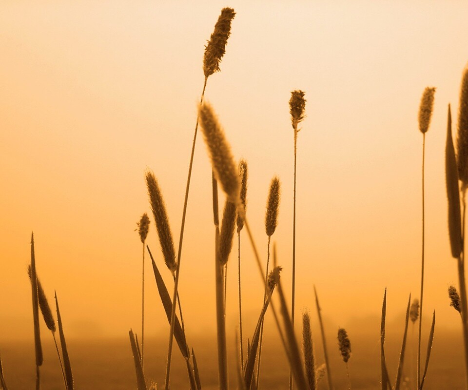 Травинки на фоне золотого неба обои