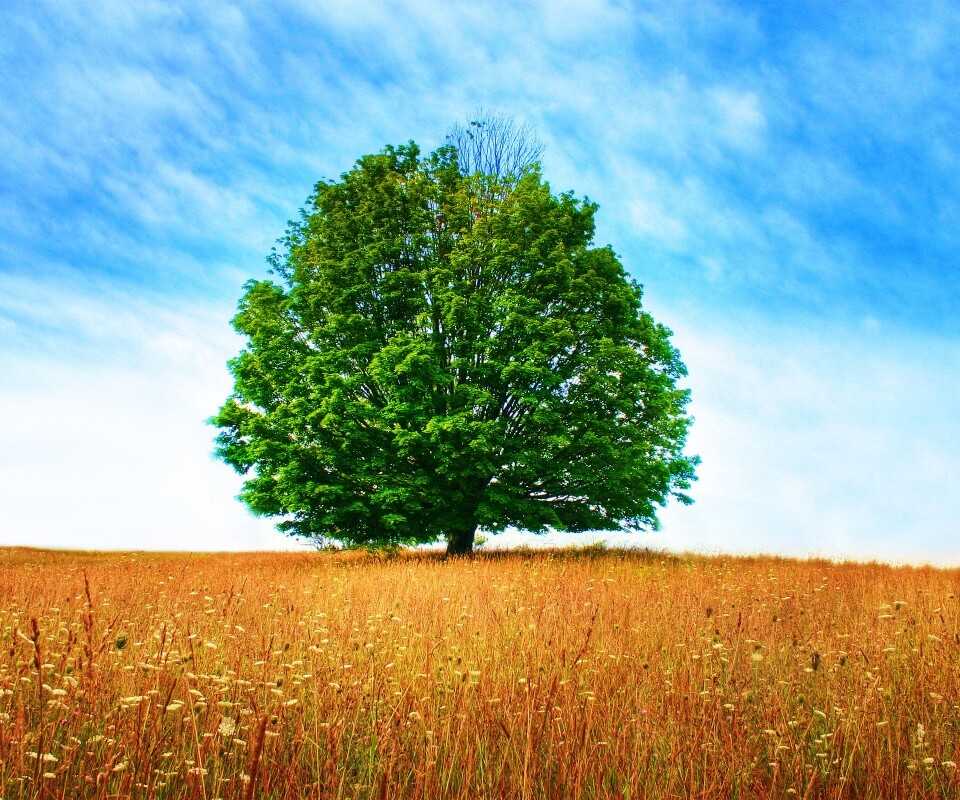 Зеленое дерево в желтом поле обои
