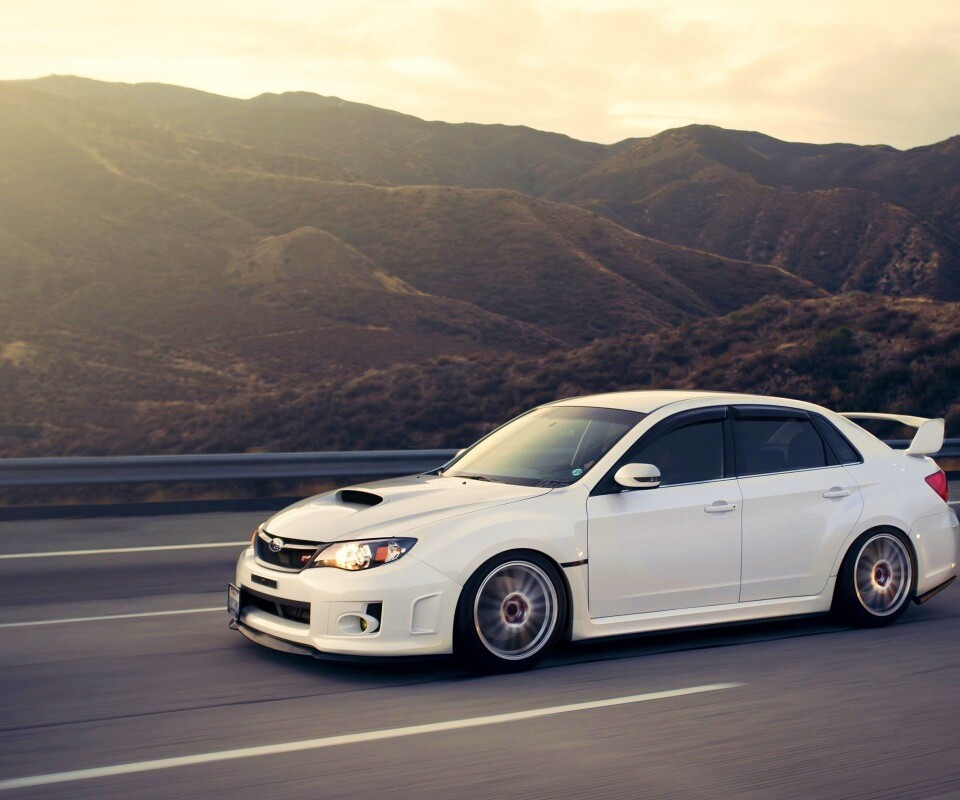 Белый субарь на тарссе обои