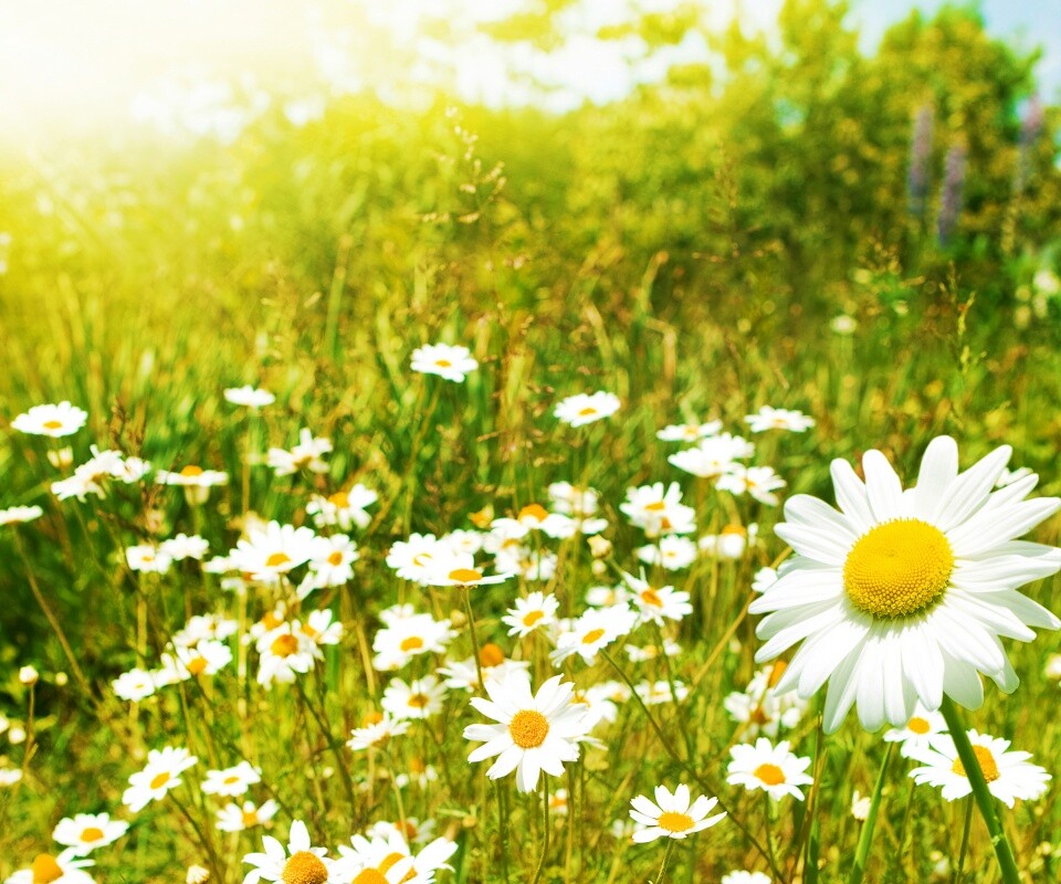 Солнечные ромашки обои