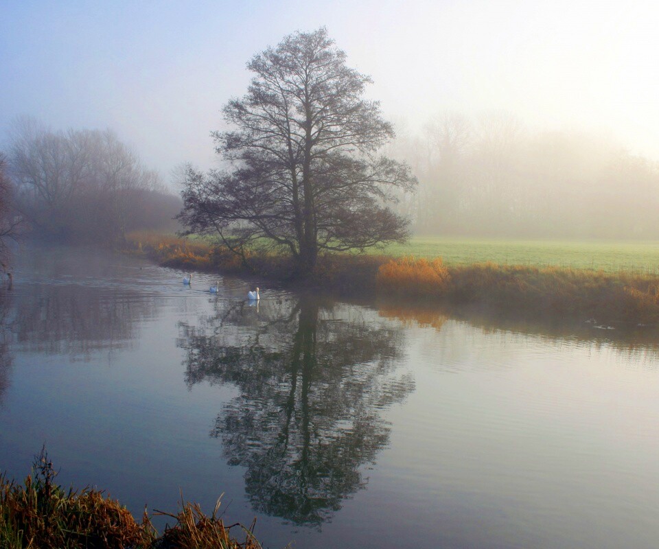 Дерево в тумане обои