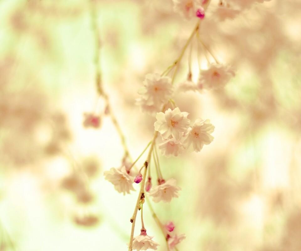 Нежные цветы обои