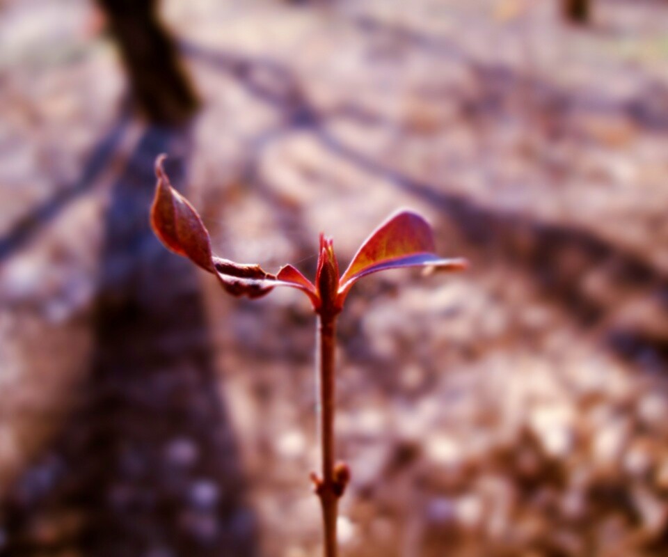 Красный росток обои