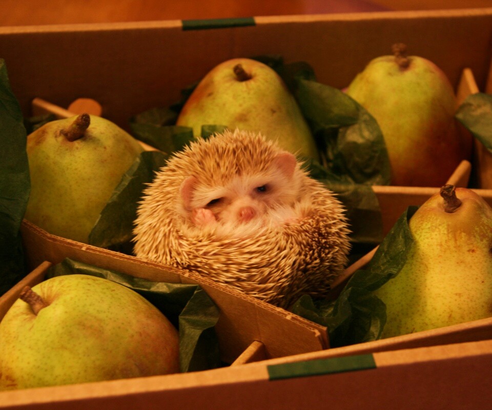 Ёжик в грушах обои