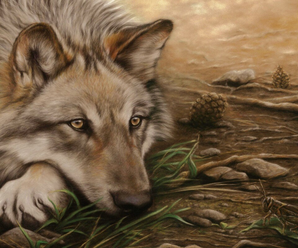Волк отдыхает обои