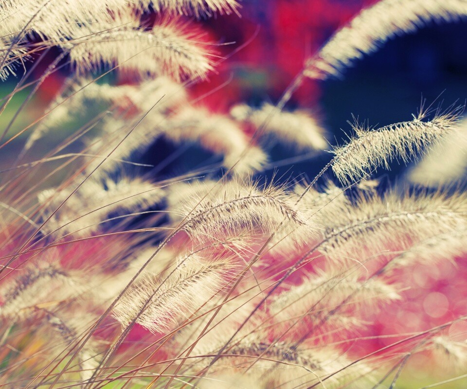 Травинки на ветру обои