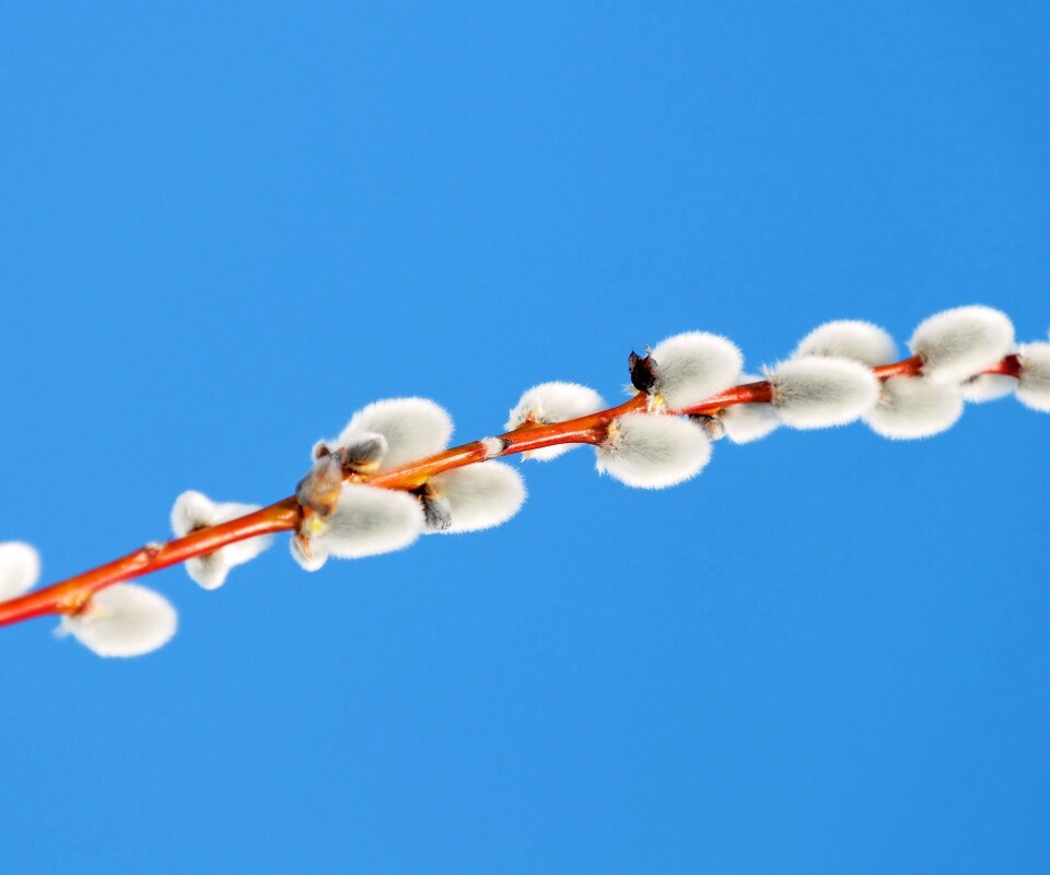 Пушистые почки обои