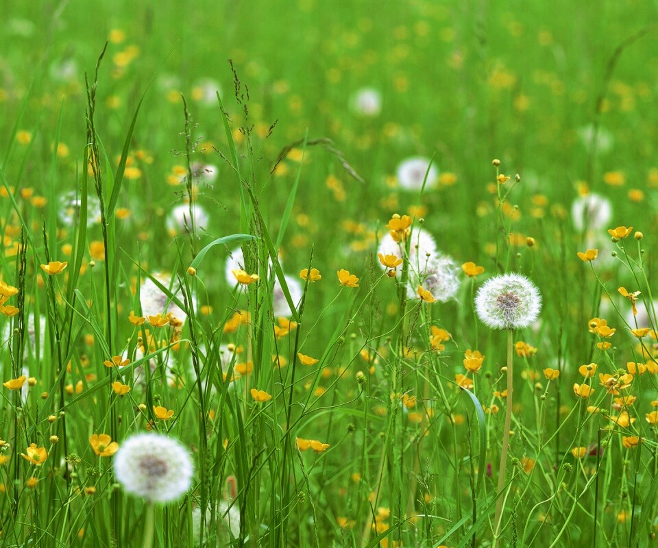 Поле одуванчиков обои