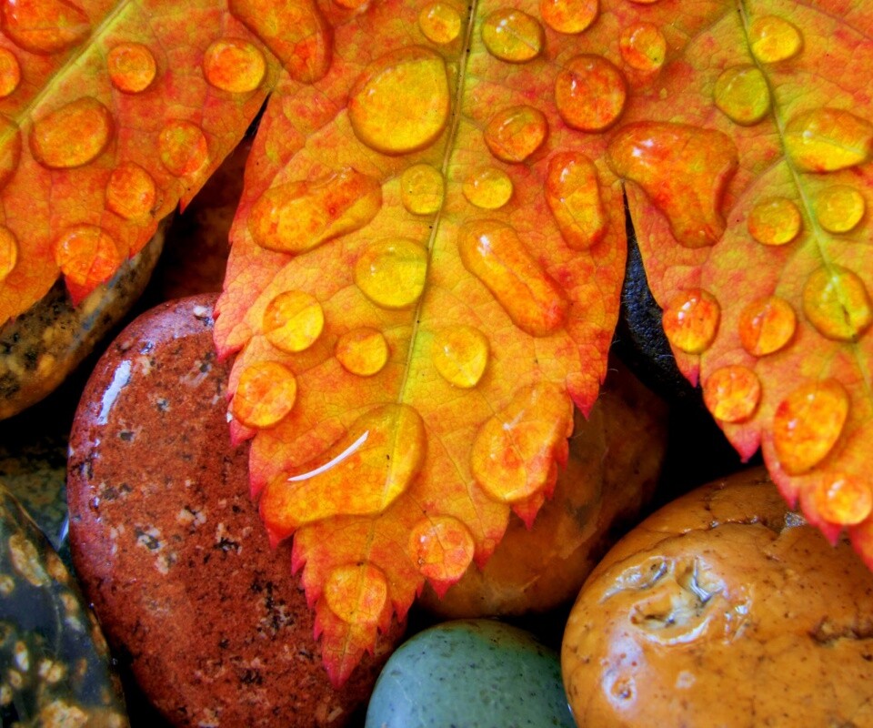 Мокрые листья на камнях обои