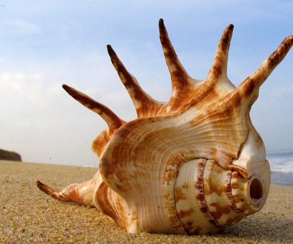 Раковина с гребнем обои