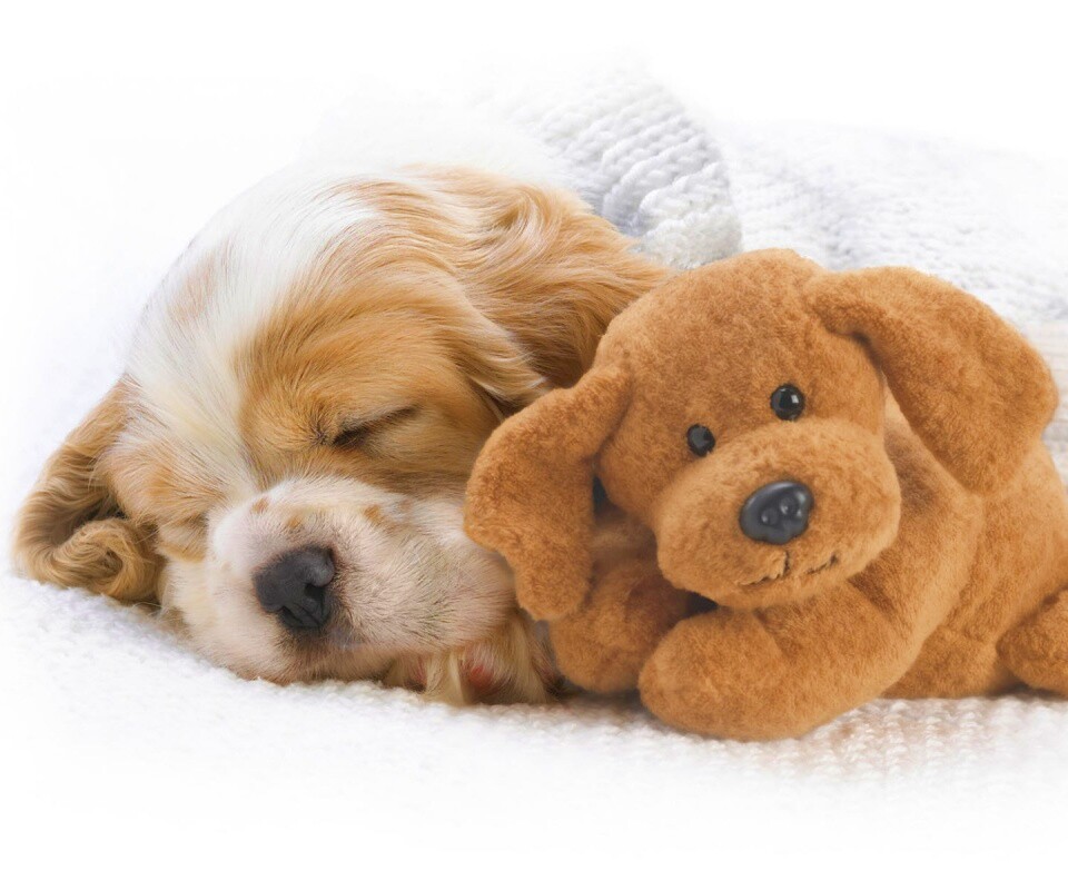 Собака спит с игрушкой обои