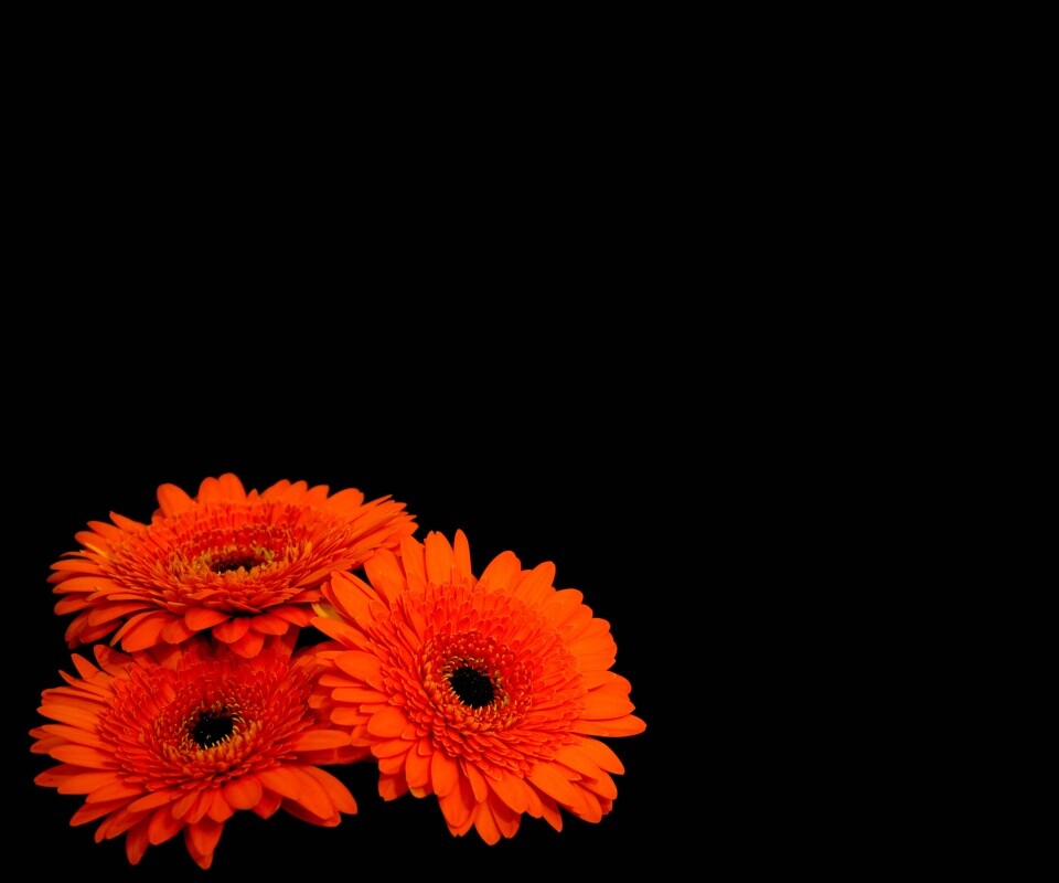 Красные герберы обои