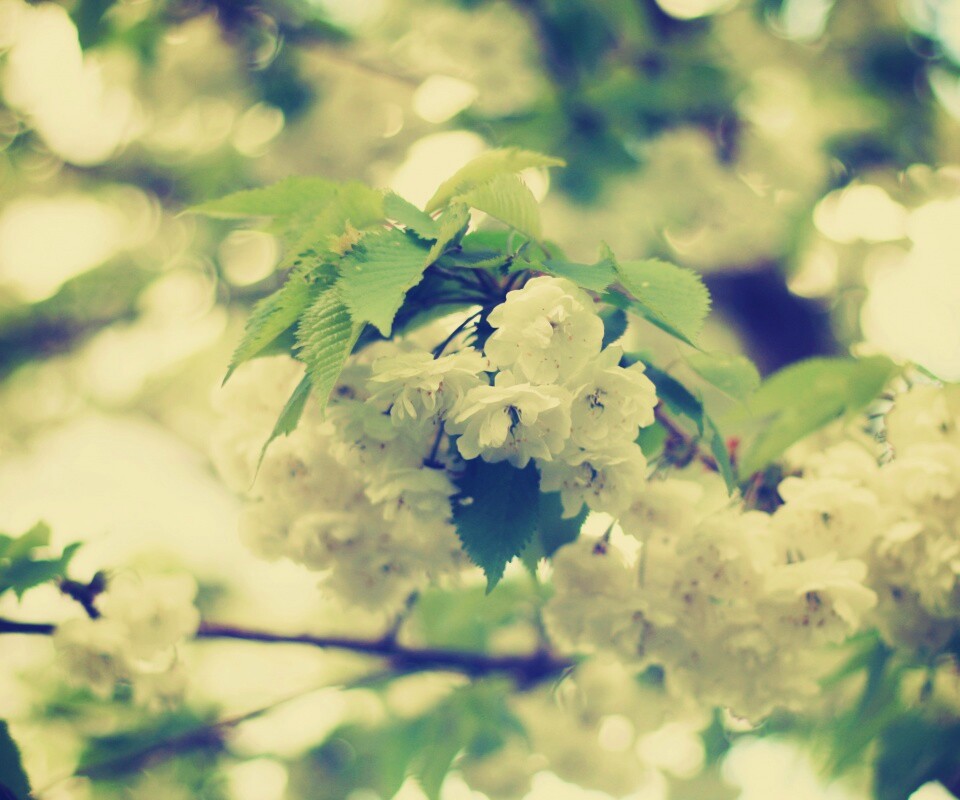 Цветущее дерево обои