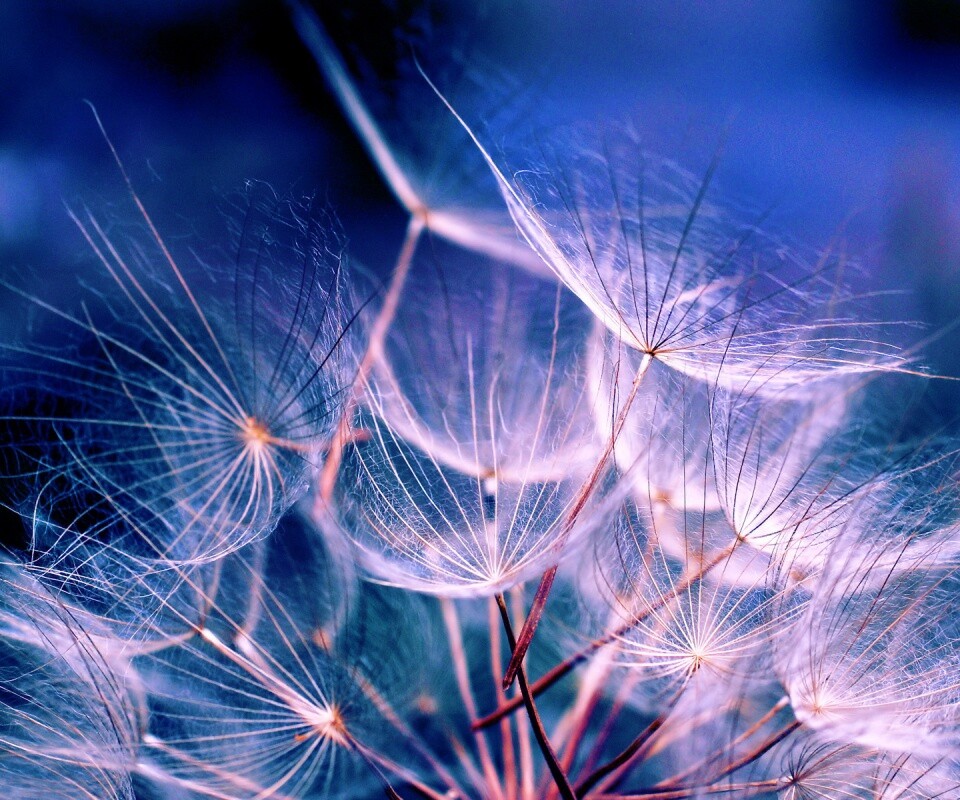 Семена одуванчика обои