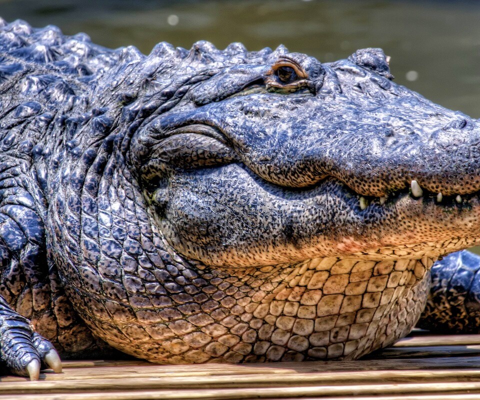 Синий крокодил обои