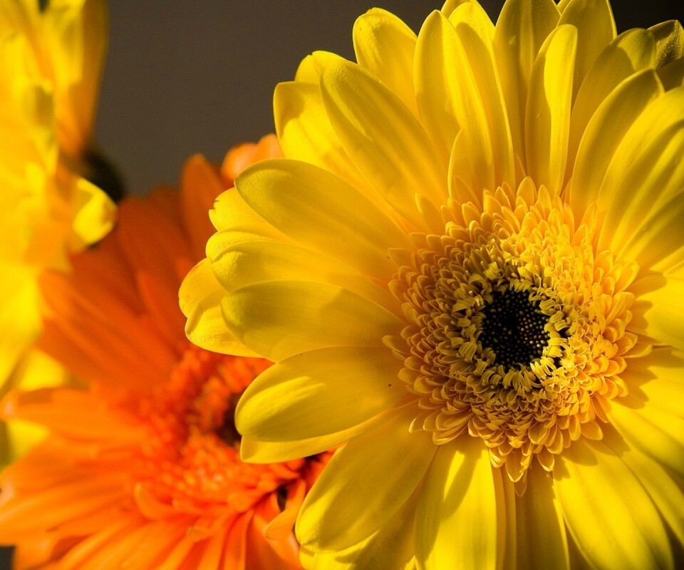 Желтый гербер обои