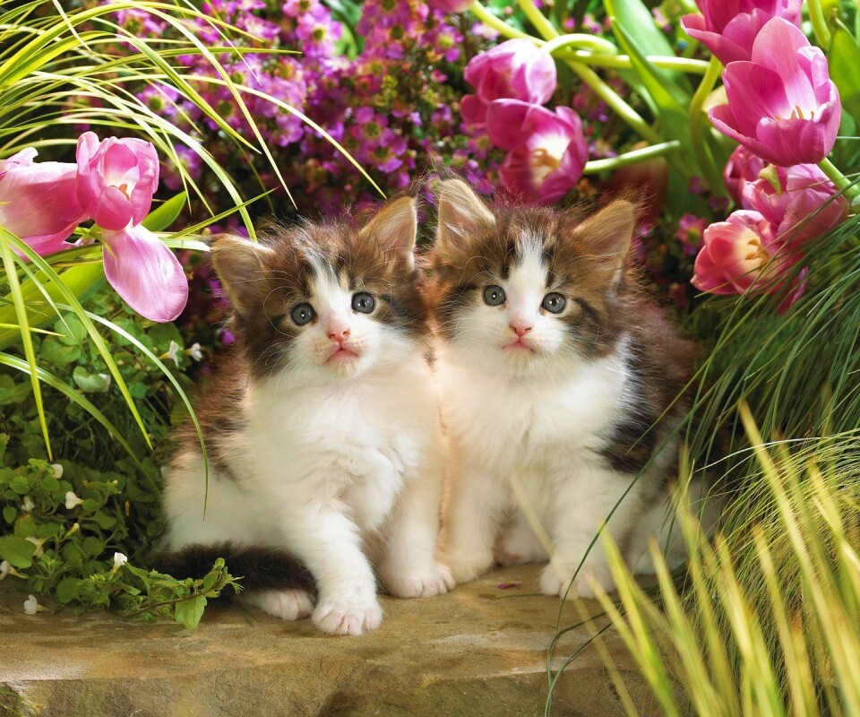 Котята в цветах обои