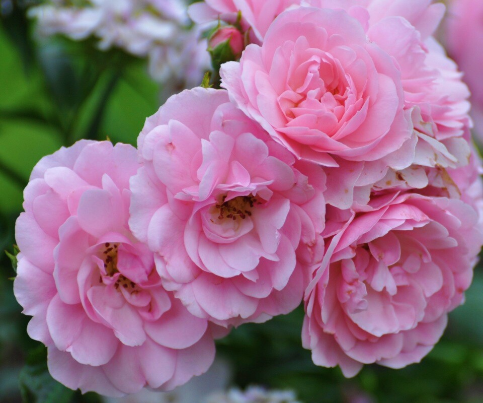 Розовые цветы обои