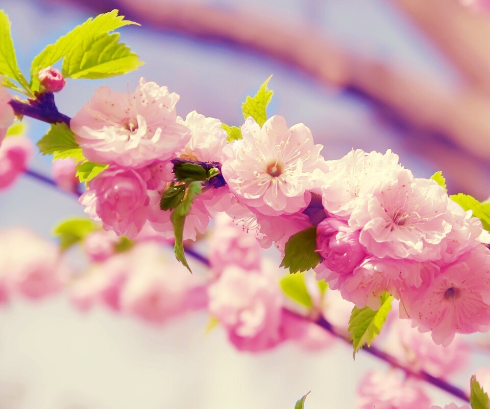 Ветка с цветами обои