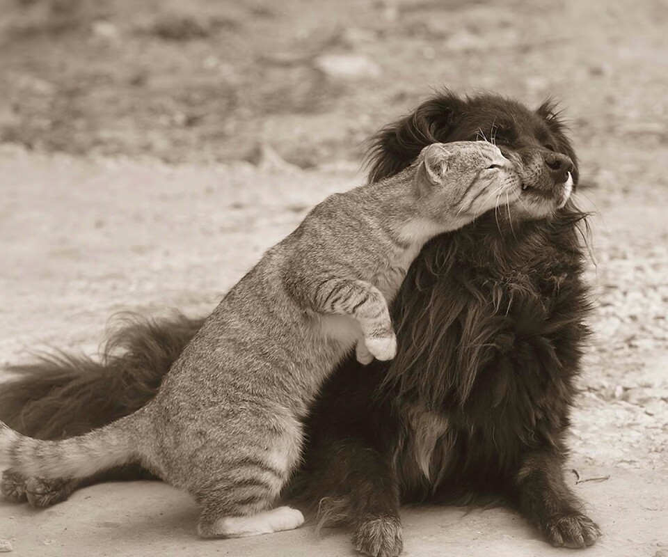 Поцелуй кошки и собаки обои