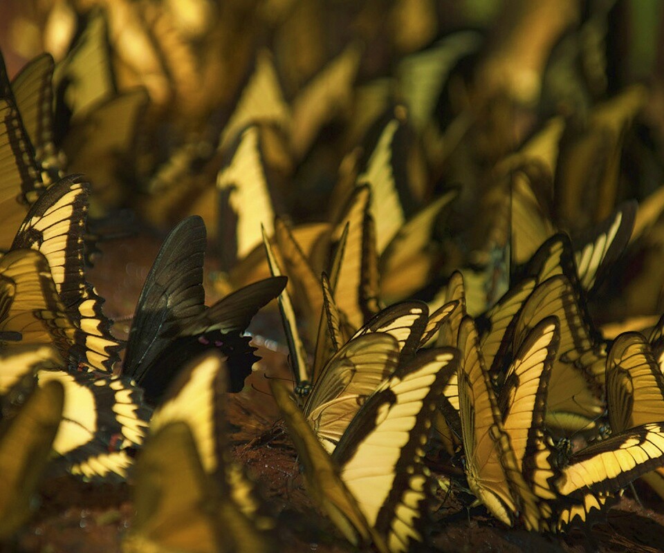 Стая бабочек обои