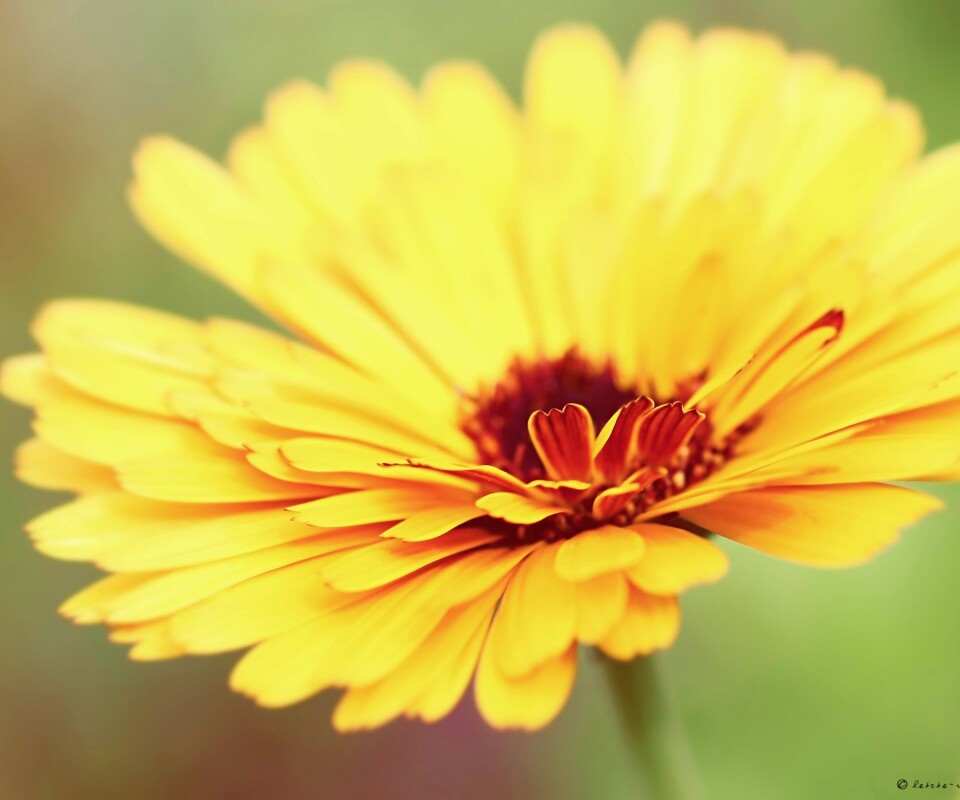 Желтый гербер обои