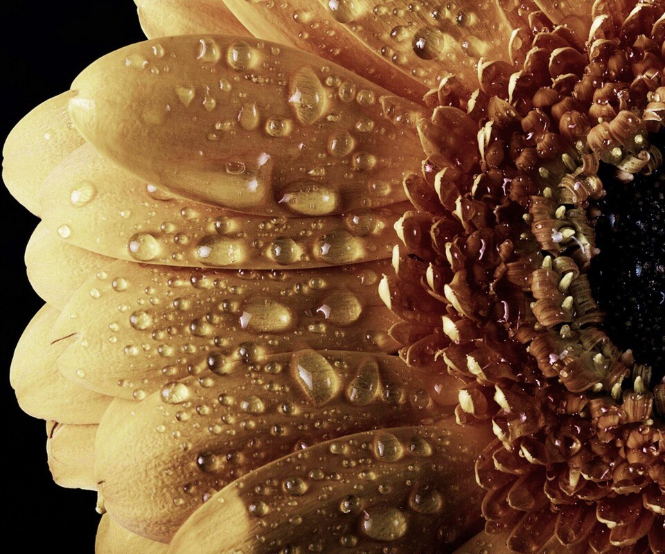 Капли на лепестках гербера обои