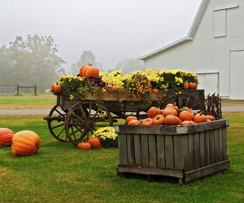 Урожай тыков обои