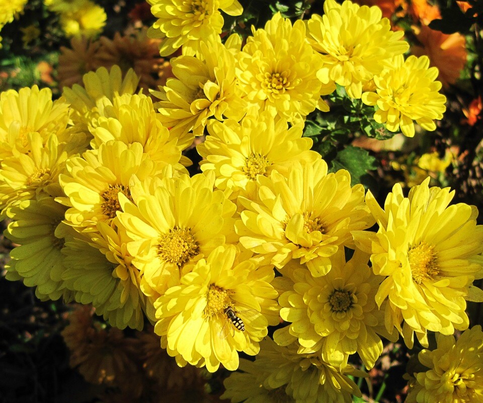 Оса на желтых герберах обои