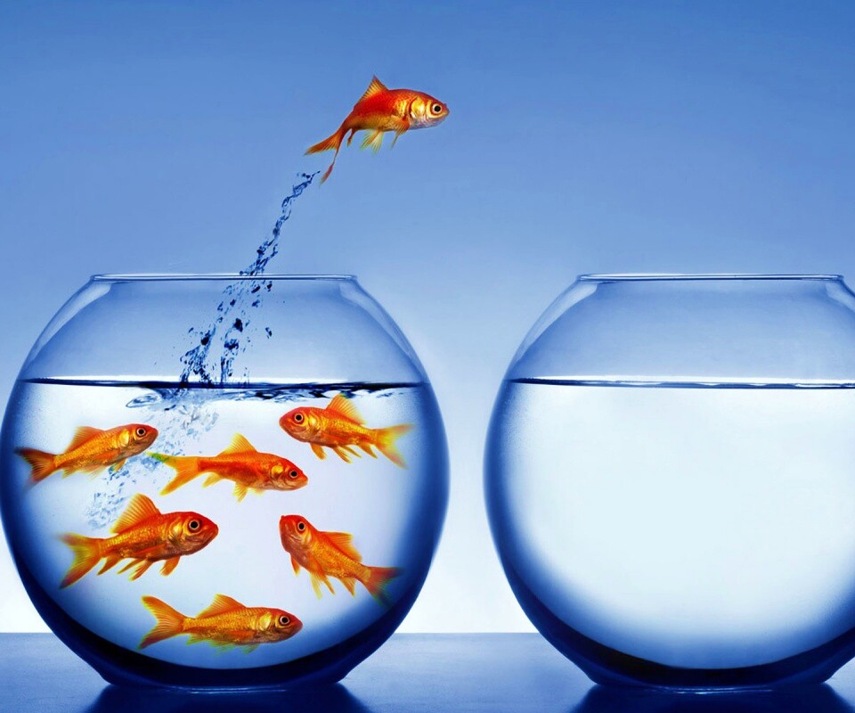 Побег рыбки обои