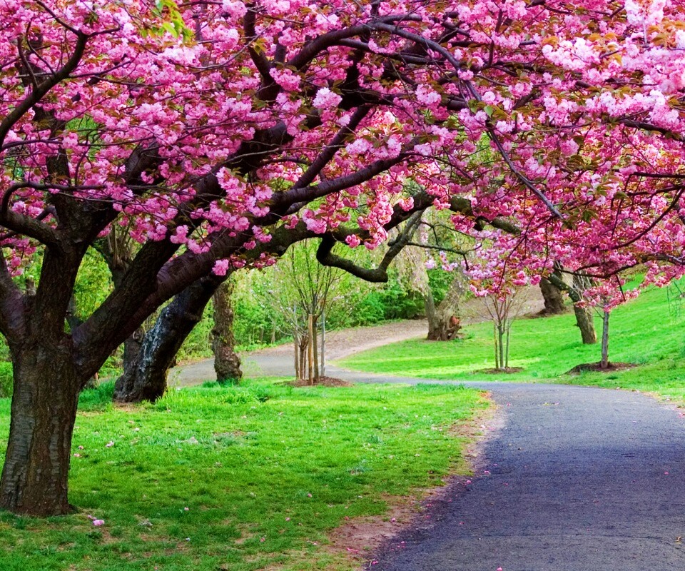 Дорожка между деревьями обои