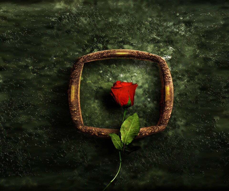 Роза на картинной раме обои