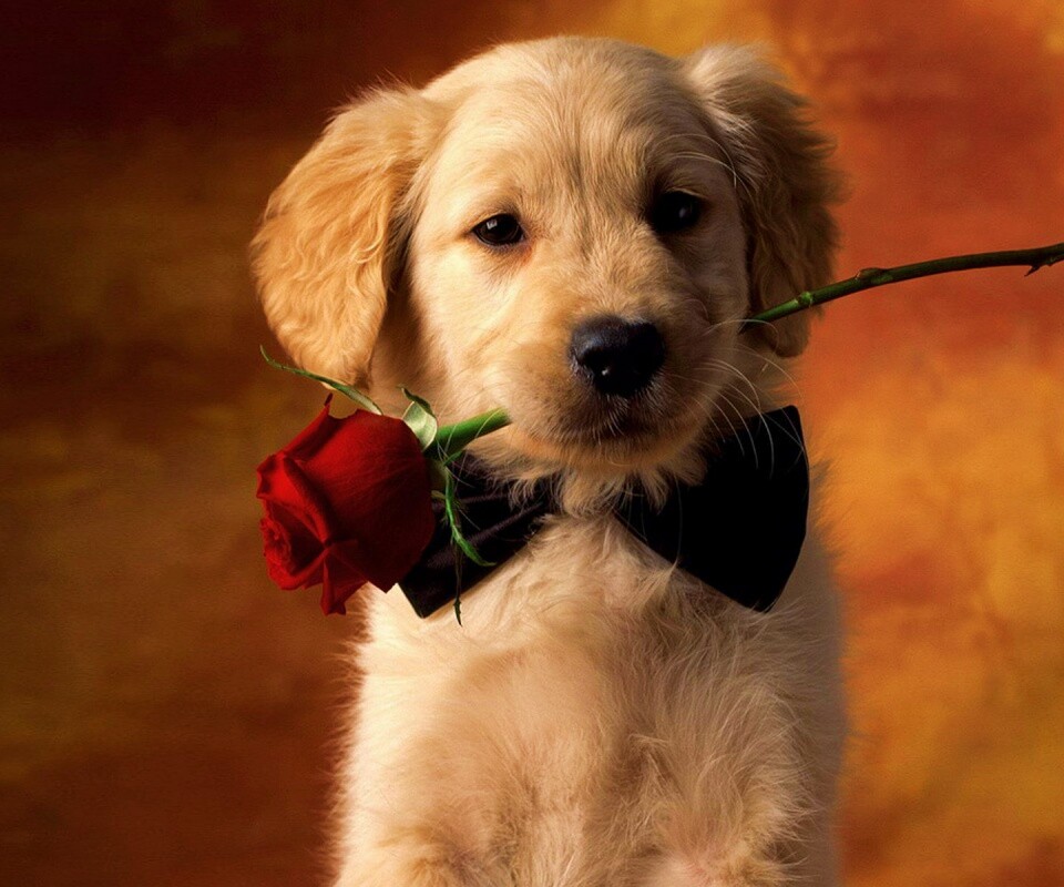 Щенок с розой в зубах обои
