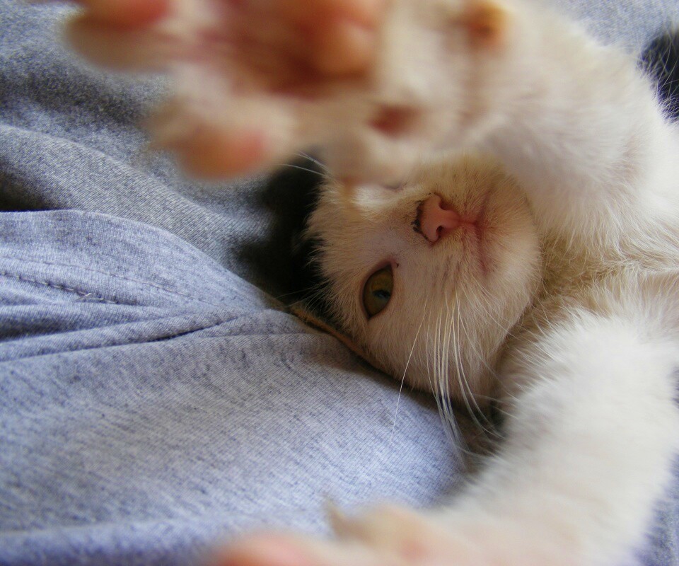 Кот фоткает сам себя обои