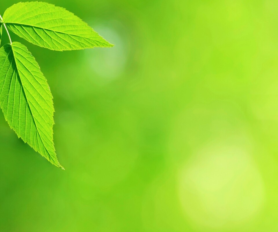 Два листа обои