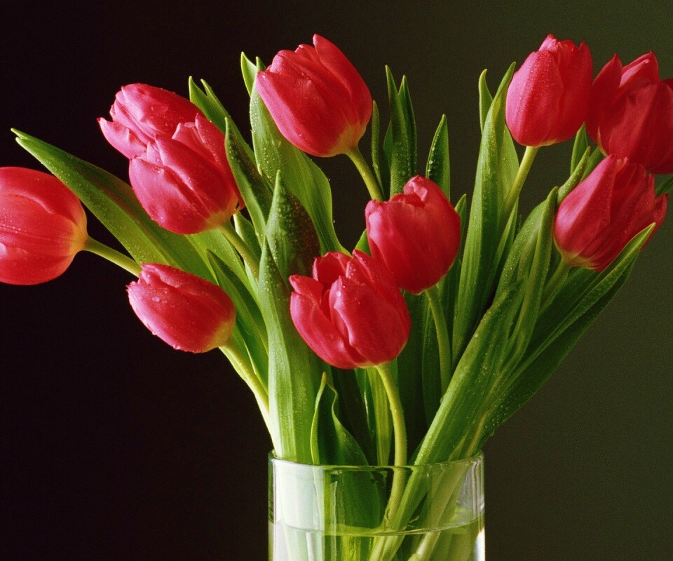 Букет тюльпанов обои