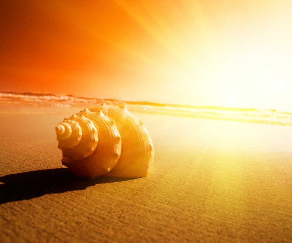 Золотистая ракушка обои