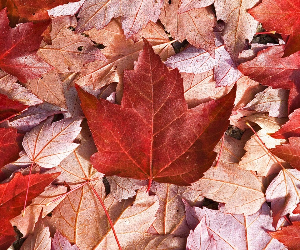 Флаг Канады из листьев обои