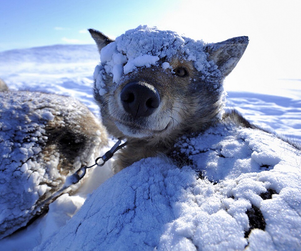 Собачка под снегом обои