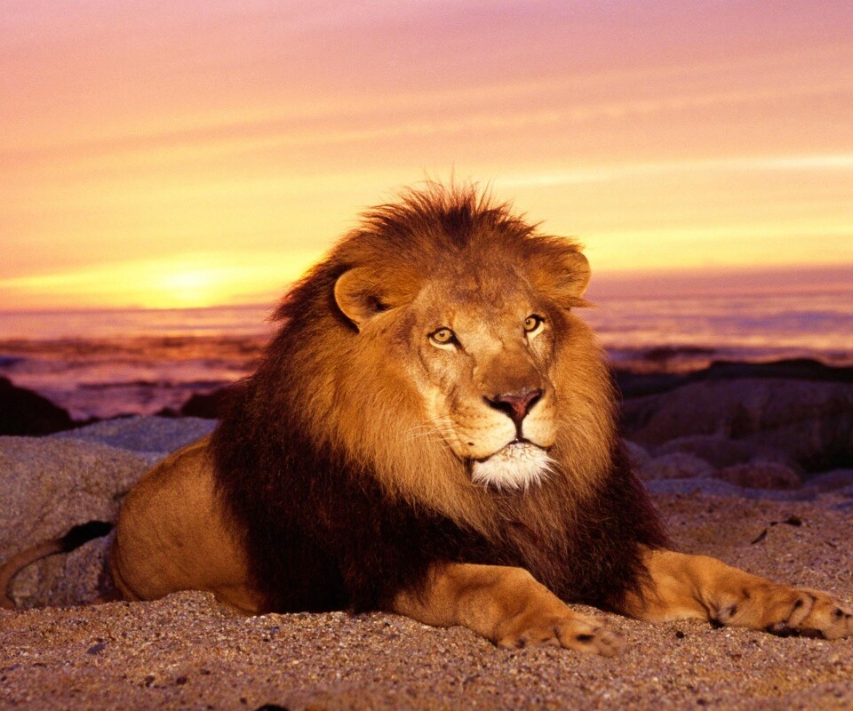 Лев на берегу океана обои