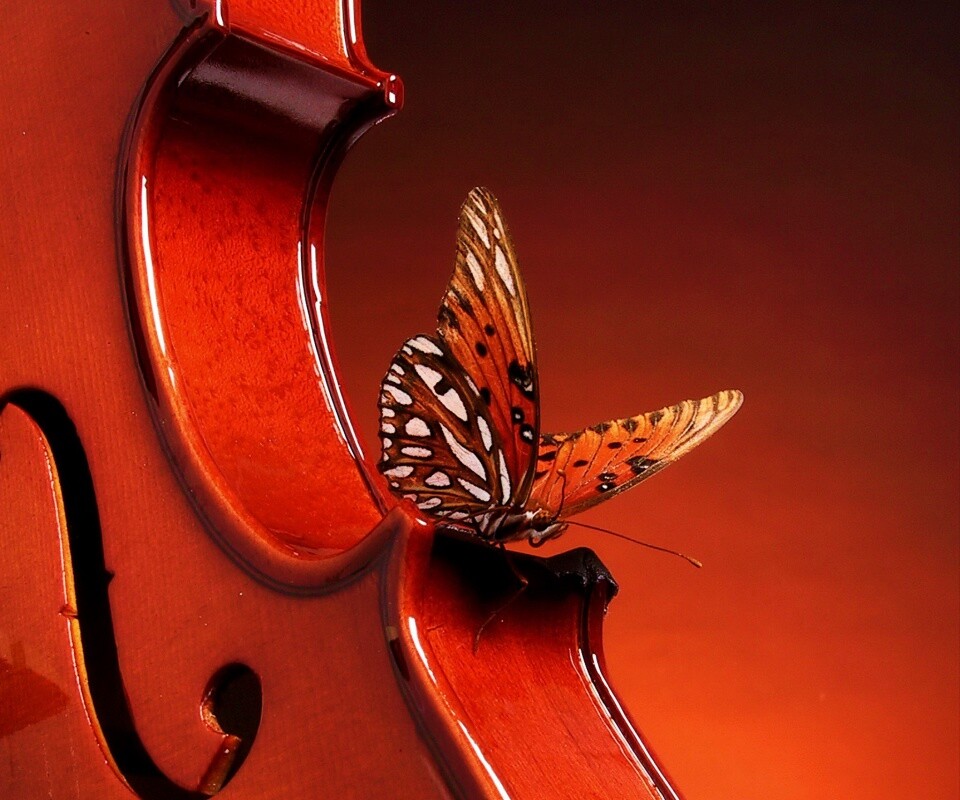 Бабочка на скрипке обои
