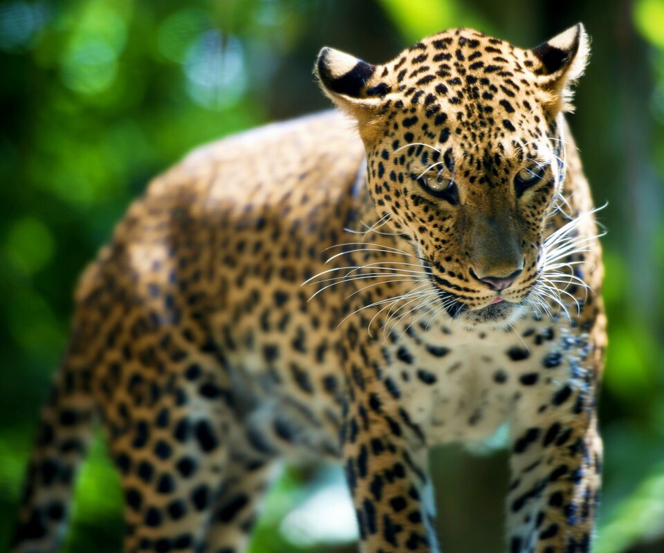 Леопард в сингапурском зоопарке обои